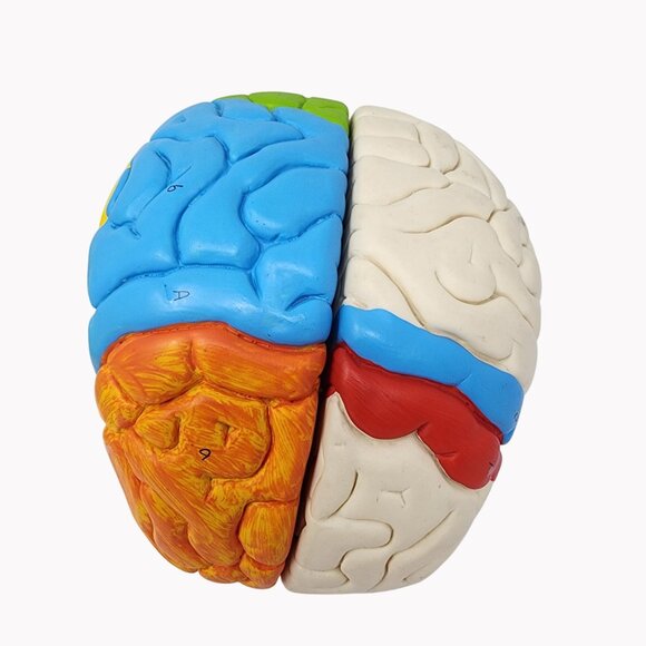 Neuroanatomical Brain Model 6" Anatomically Accurate Educational Tool - Picture 2 of 7
